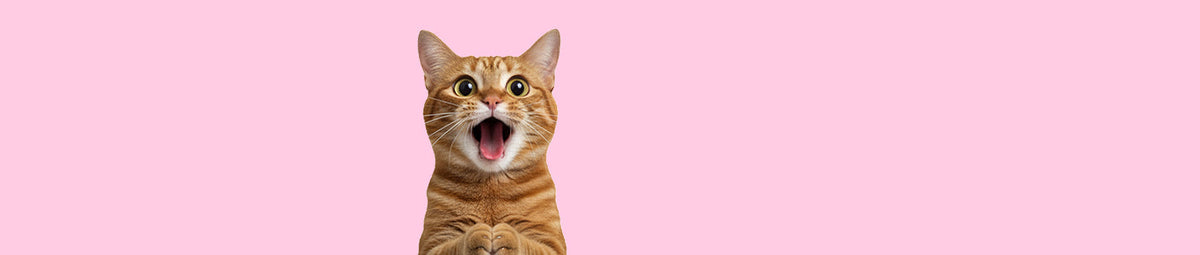 All Cat