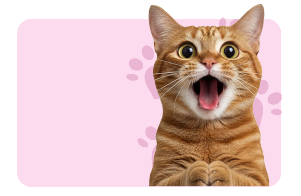 All Cat